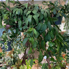 Kép betöltése a galériamegjelenítőbe: Aeschynanthus marmoratus - Zebraszőlő - Zebra basket vine - Tropical Home