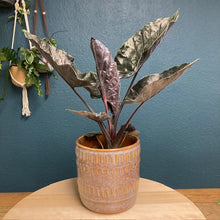 Kép betöltése a galériamegjelenítőbe: Alocasia "Antoro velvet" - Tropical Home