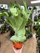 Kép betöltése a galériamegjelenítőbe: Platycerium superbum 14cm - Szarvasagancs páfrány - Giant Staghorn fern