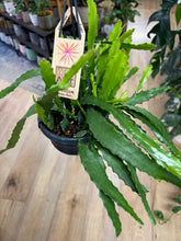 Kép betöltése a galériamegjelenítőbe: Epiphyllum"Dietmar Paetz" - akasztós cserépben
