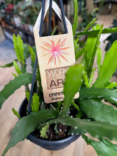 Kép betöltése a galériamegjelenítőbe: Epiphyllum"Dietmar Paetz" - akasztós cserépben