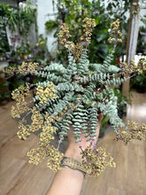 Kép betöltése a galériamegjelenítőbe: Crassula marnieriana "Hottentot" 11cm - Jade Necklace