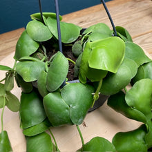 Kép betöltése a galériamegjelenítőbe: Dischidia platyphylla - Tropical Home