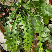 Kép betöltése a galériamegjelenítőbe: Epiphyllum anguliger - Karéjos kaktusz - Fishbone cactus - Tropical Home