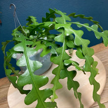 Kép betöltése a galériamegjelenítőbe: Epiphyllum anguliger - Karéjos kaktusz - Fishbone cactus - Tropical Home