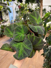 Kép betöltése a galériamegjelenítőbe: Begonia soli mutata