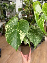 Kép betöltése a galériamegjelenítőbe: Monstera deliciosa "Mint" 11cm