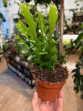 Kép betöltése a galériamegjelenítőbe: Epiphyllum anguliger 9cm - Karéjos kaktusz - Fishbone cactus