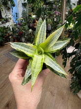 Kép betöltése a galériamegjelenítőbe: Sansevieria "Gabriella Crown" 6cm - Anyósnyelv