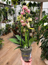 Kép betöltése a galériamegjelenítőbe: Phalaenopsis "Pikachu" - Lepkeorchidea