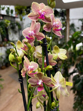Kép betöltése a galériamegjelenítőbe: Phalaenopsis "Pikachu" - Lepkeorchidea