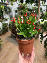 Kép betöltése a galériamegjelenítőbe: Rhipsalidopsis - Húsvéti kaktusz, 2 színben - Easter cactus