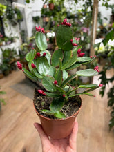Kép betöltése a galériamegjelenítőbe: Rhipsalidopsis - Húsvéti kaktusz, 2 színben - Easter cactus