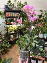 Kép betöltése a galériamegjelenítőbe: Phalaenopsis "Hanni" 12cm - Lepkeorchidea, foltos levelű