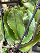 Kép betöltése a galériamegjelenítőbe: Phalaenopsis "Hanni" 12cm - Lepkeorchidea, foltos levelű