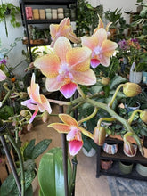 Kép betöltése a galériamegjelenítőbe: Phalaenopsis "Aromio" 12cm - Illatos lepkeorchidea