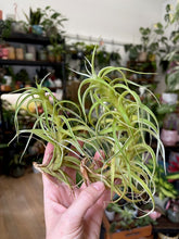 Kép betöltése a galériamegjelenítőbe: Tillandsia albida - Air plant - Két méretben
