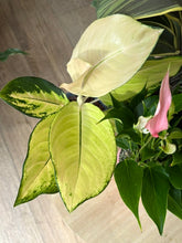 Kép betöltése a galériamegjelenítőbe: Flash Sale Friday - 1. csomag -25% kedvezmény - Tropical Home