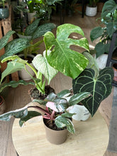 Kép betöltése a galériamegjelenítőbe: Flash Sale Friday - 2. csomag -30% kedvezmény - Tropical Home