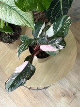 Kép betöltése a galériamegjelenítőbe: Flash Sale Friday - 2. csomag -30% kedvezmény - Tropical Home
