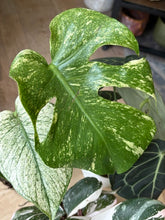 Kép betöltése a galériamegjelenítőbe: Flash Sale Friday - 2. csomag -30% kedvezmény - Tropical Home