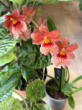 Kép betöltése a galériamegjelenítőbe: Flash Sale Friday - 3. csomag -35% kedvezmény - Tropical Home