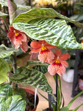 Kép betöltése a galériamegjelenítőbe: Flash Sale Friday - 3. csomag -35% kedvezmény - Tropical Home