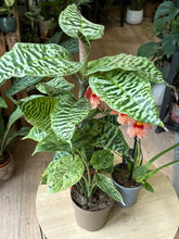 Kép betöltése a galériamegjelenítőbe: Flash Sale Friday - 3. csomag -35% kedvezmény - Tropical Home
