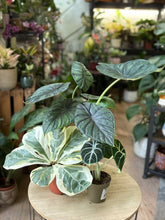 Kép betöltése a galériamegjelenítőbe: Flash Sale Friday - 4. csomag -30% kedvezmény - Tropical Home