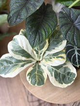 Kép betöltése a galériamegjelenítőbe: Flash Sale Friday - 4. csomag -30% kedvezmény - Tropical Home