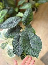 Kép betöltése a galériamegjelenítőbe: Flash Sale Friday - 4. csomag -30% kedvezmény - Tropical Home