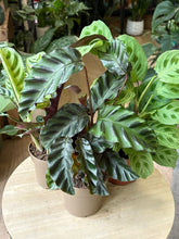 Kép betöltése a galériamegjelenítőbe: Flash Sale Friday - 5. csomag -20% kedvezmény - Tropical Home