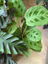 Kép betöltése a galériamegjelenítőbe: Flash Sale Friday - 5. csomag -20% kedvezmény - Tropical Home