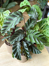 Kép betöltése a galériamegjelenítőbe: Flash Sale Friday - 5. csomag -20% kedvezmény - Tropical Home