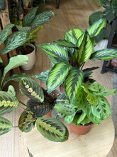 Kép betöltése a galériamegjelenítőbe: Flash Sale Friday - 6. csomag -20% kedvezmény - Tropical Home
