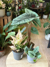Kép betöltése a galériamegjelenítőbe: Flash Sale Friday - 7. csomag -30% kedvezmény - Tropical Home