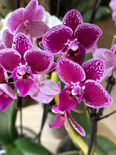 Kép betöltése a galériamegjelenítőbe: Flash Sale Friday - 8. csomag -35% kedvezmény - Tropical Home
