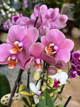 Kép betöltése a galériamegjelenítőbe: Flash Sale Friday - 8. csomag -35% kedvezmény - Tropical Home