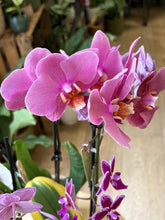 Kép betöltése a galériamegjelenítőbe: Flash Sale Friday - 8. csomag -35% kedvezmény - Tropical Home