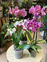Kép betöltése a galériamegjelenítőbe: Flash Sale Friday - 8. csomag -35% kedvezmény - Tropical Home