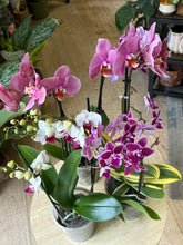 Kép betöltése a galériamegjelenítőbe: Flash Sale Friday - 8. csomag -35% kedvezmény - Tropical Home