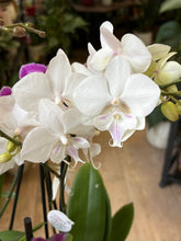 Kép betöltése a galériamegjelenítőbe: Flash Sale Friday - 12. csomag -25% kedvezmény - Tropical Home