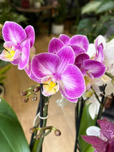 Kép betöltése a galériamegjelenítőbe: Flash Sale Friday - 12. csomag -25% kedvezmény - Tropical Home