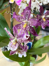 Kép betöltése a galériamegjelenítőbe: Flash Sale Friday - 12. csomag -25% kedvezmény - Tropical Home