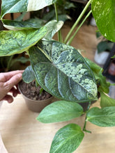 Kép betöltése a galériamegjelenítőbe: Flash Sale Friday - 9. csomag -30% kedvezmény - Tropical Home