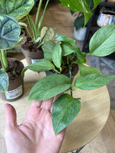 Kép betöltése a galériamegjelenítőbe: Flash Sale Friday - 9. csomag -30% kedvezmény - Tropical Home