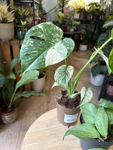 Kép betöltése a galériamegjelenítőbe: Flash Sale Friday - 9. csomag -30% kedvezmény - Tropical Home