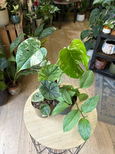 Kép betöltése a galériamegjelenítőbe: Flash Sale Friday - 9. csomag -30% kedvezmény - Tropical Home