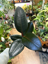 Kép betöltése a galériamegjelenítőbe: Ficus elastica "Burgundy" - Szobafikusz - Rubber plant