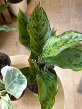 Kép betöltése a galériamegjelenítőbe: Flash Sale Friday - 10. csomag -40% kedvezmény - Tropical Home